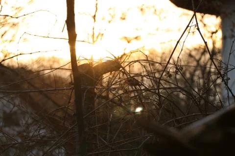 The sun through some branches Stock Photos