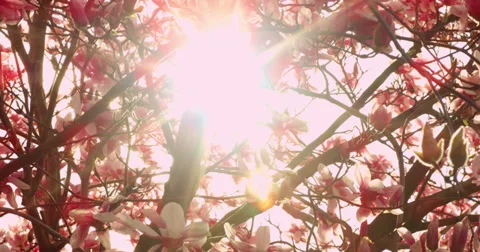 Sun Through Spring Magnolia Stock Footage 27565313