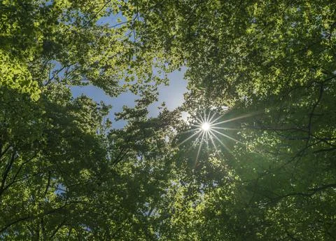 Sun through a summer canopy. Stock Photos