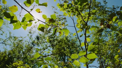 Sun through Summer Leaves Stock Footage 311951544