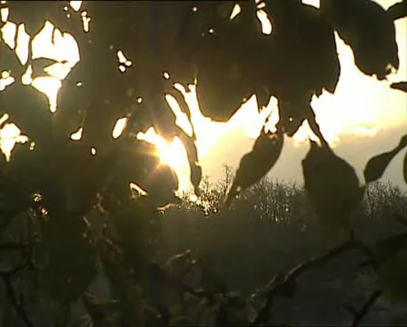 SUN through swaying leaves medium shot Video stock 11407273