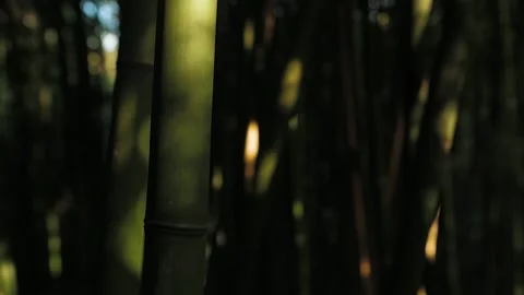 Sun through a thicket of bamboo, close-up Stock Footage 143134299