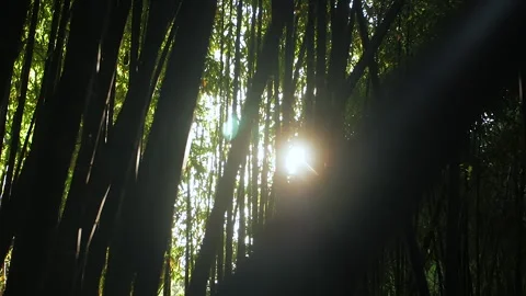 Sun through a thicket of bamboo Video stock 143133616