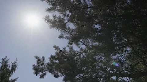The sun through the thorns of the fir tree 库存影片 306148488