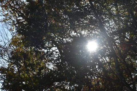 Sun through top of trees Stock Photos