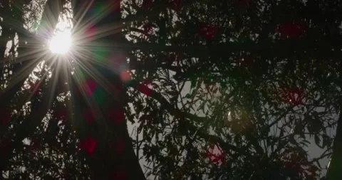 Sun Through The Tree, Backlight, 8K Stock Footage 331330142