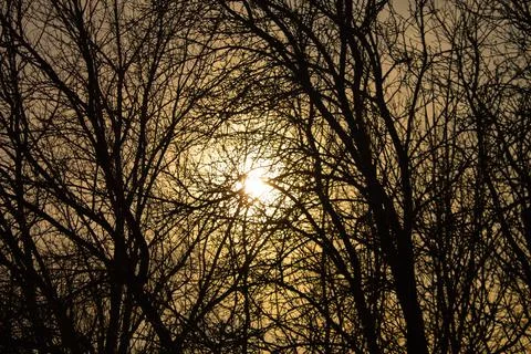 Sun through tree branches at sunset Stock Photos