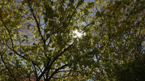 Sun Through Tree on Dolly Stock Footage 43126878