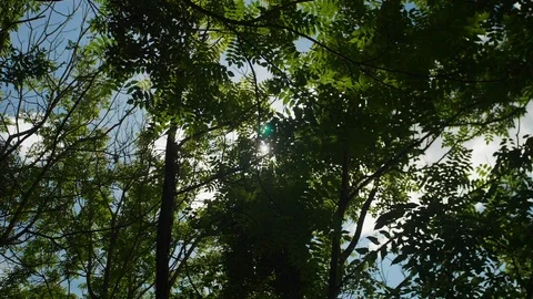 Sun through tree foliage Stock Footage 108655985