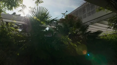 Sun through tree foliage Stock Footage 108656194