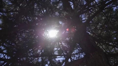 Sun through Tree Stock Footage 75556147