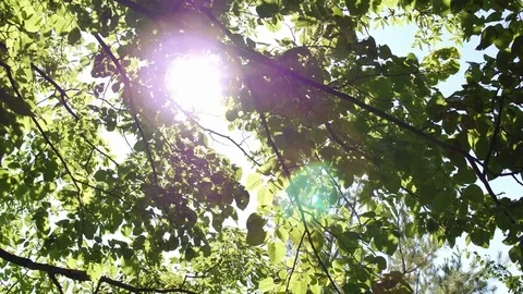 Sun-through-tree Stock Footage 77600073