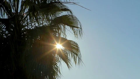 Sun Through tree Stock Footage 89575497
