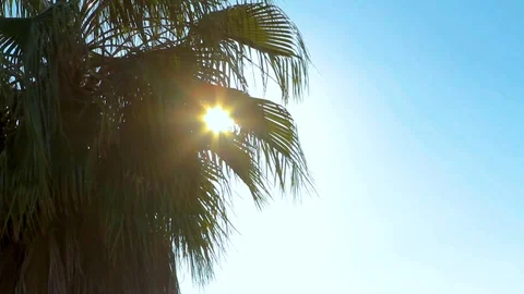Sun Through tree Stock Footage 89575512