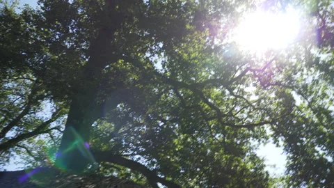 Sun through Tree Stock Footage 134576265
