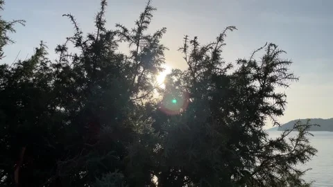 Sun through the tree Stock Footage 289631660