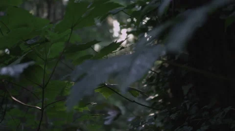 Sun through tree leaves 2 Stock Footage 47894532