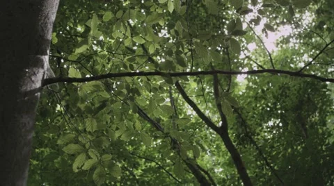 Sun through tree leaves Stock Footage 47893442