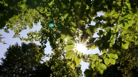Sun through tree leaves Stock Footage 80676115