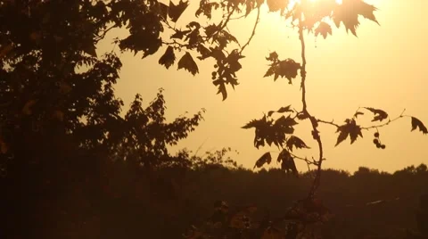 Sun through tree leaves: Pan up from horizon Stock Footage 42622090