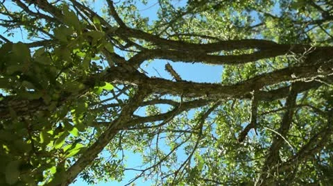 Sun through tree pan Stock Footage 12152761