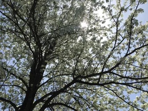 Sun through the tree Stock Photos