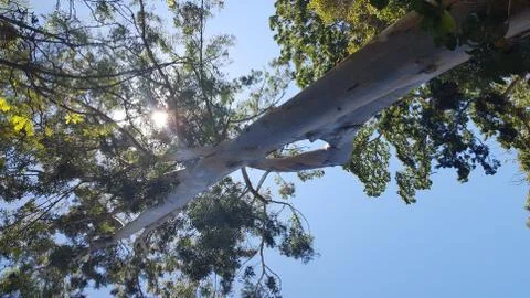Sun through the Tree Stock Photos