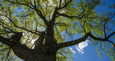 Sun Through Tree Time Lapse Stock Footage 89828495