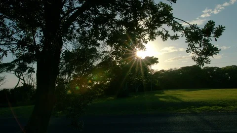 Sun through trees 1 Stock Footage 86468853