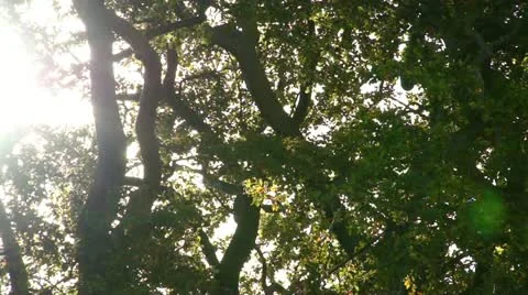 SUN THROUGH THE TREES - 1080p Stock Footage 11404136