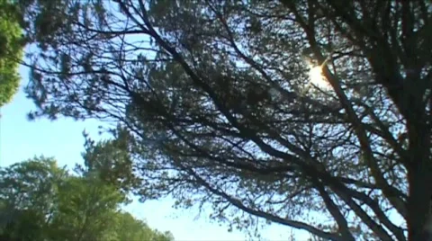 Sun Through Trees (2 clips in 1) Stock Footage 592650