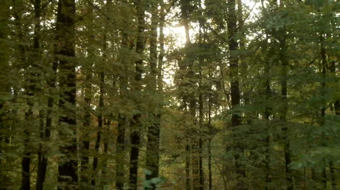 Sun through trees 2 Stockbeeldmateriaal 746629