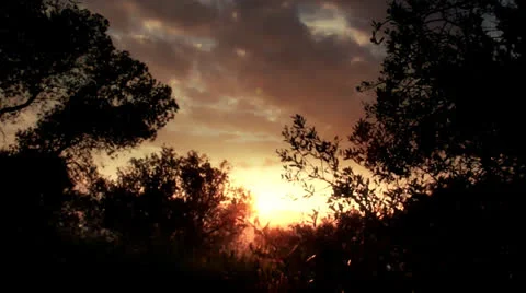 Sun through the trees 2 Stock Footage 26806935