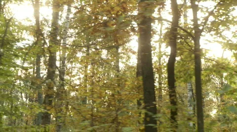 Sun through trees 3 Stockbeeldmateriaal 735103