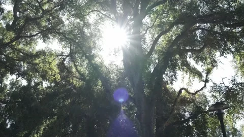 Sun through the trees 4k Stock Footage 221965311