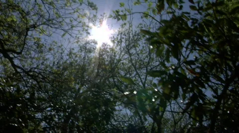 Sun through trees 720 24p Stock-Footage 92027