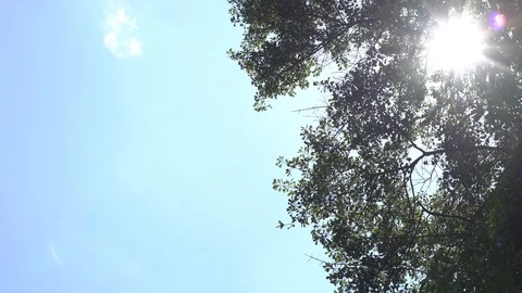 Sun Through Trees with Blue Sky Video stock 111781536