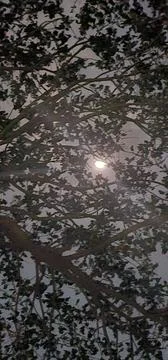 Sun through trees during rainy season Фото