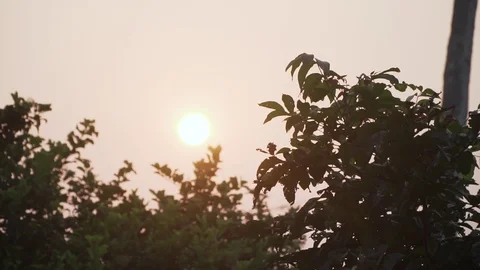 Sun through trees during sunset silhouette moody india establishing shots Video stock 108272191