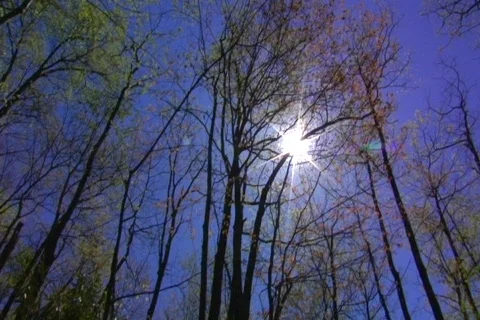 Sun through trees Stockbeeldmateriaal 374125