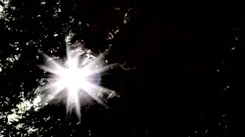 Sun Through Trees Video stock 1913612