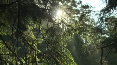 Sun Through Trees Video stock 8570461