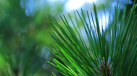 Sun through the trees Stock Footage 26356729