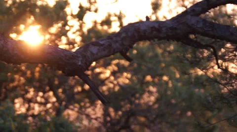 Sun through the trees Stock Footage 26809763