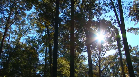 Sun Through The Trees Stock Footage 33604361