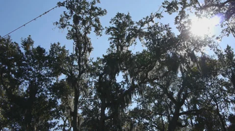 Sun through trees Stock Footage 33687189