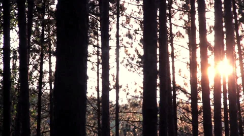 Sun Through Trees Stock Footage 35291492