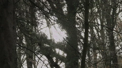 Sun through the Trees Video stock 44279139