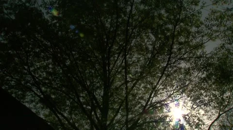 Sun through trees Stock Footage