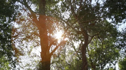 Sun through Trees Stock Footage 46832655